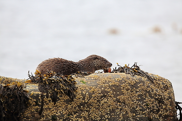 포토 JPG 해외이미지 나무 동물 유럽 얼굴 야생동물 겨울 포유류 자연 털 노르웨이 어업 사람없음 야외 물 강 갈색 머리 수영 젖음 게 관찰 닫기 묘사 코 귀 육식동물 북쪽 멸종 내추럴 동물상 해외202105 해외포토 자연요소 식물 계절 나라 산업 컬러 모션 갑각류 신체부위 조형물 수상스포츠 방향 생태계 파일형식