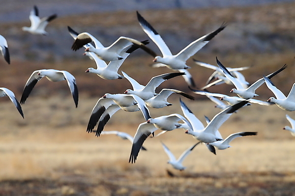 포토 JPG 해외이미지 동물 호수 야생동물 이동 겨울 날개 자연 조류 하늘 사람없음 야외 빨간색 물 파란색 검은색 봄 흰색 시골 그룹 우아함 군중 깃털 사냥 거위 물새 철새 뉴멕시코 해외202105 해외포토 자연요소 계절 컬러 컨셉 사람 생태계 파일형식