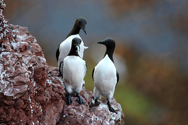 포토 JPG 해외이미지 동물 야생동물 바다 섬 여행 백그라운드 날개 자연 조류 독일 흑백 어류 사람없음 빨간색 검은색 회색 바위 흰색 둥지 깃털 부리 사암 계산서 내추럴 동물상 해외202105 해외포토 유럽 컬러 촬영기법 조형물 수중동물 돌_바위 생태계 파일형식