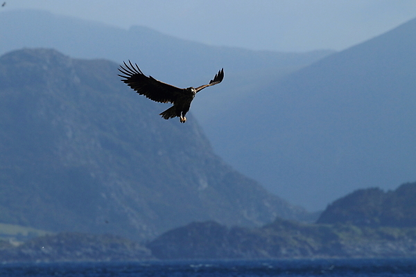 포토 JPG 해외이미지 동물 구름 유럽 야생동물 바다 섬 포즈 날개 자연 조류 하늘 산 노르웨이 성인 사람없음 물 파란색 갈색 노란색 회색 자유 흰색 떨어짐 먹이 북극 다이빙 꼬리 사냥 육식동물 스칸디나비아 해외202105 해외포토 자연요소 나라 컬러 컨셉 사람 수영 극지방 생태계 수중스포츠 파일형식