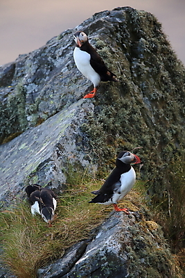 포토 JPG 해외이미지 동물 1 응시 꽃 유럽 야생동물 바다 섬 꽃무늬 오렌지 자연 조류 아이슬란드 종류 서기 사람없음 초록색 물 컬러풀 검은색 흰색 재산 큼 북극 부리 북쪽 대서양 내추럴 스칸디나비아 해외202105 해외포토 자연요소 식물 시선 나라 컬러 무늬 과일 모션 금융 크기 극지방 방향 생태계 파일형식