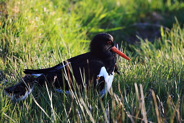 포토 JPG 해외이미지 조류 야외 물떼새 해외202105 검은머리물떼새 해외포토 동물 파일형식