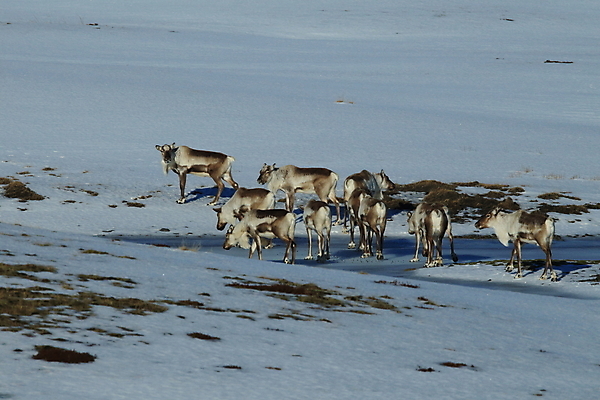 포토 JPG 해외이미지 동물 공원 남자 포유류 사슴 산 털 뿔 북유럽 노르웨이 핀란드 아이슬란드 사람없음 야외 초록색 얼음 추위 안개 흰색 숲 남극 북극 만족 빙하 썰매 북쪽 그린란드 순록 스칸디나비아 시베리아 해외202105 해외포토 자연요소 공공시설 감정 유럽 컬러 섬 날씨 덴마크 사람 극지방 방향 파일형식