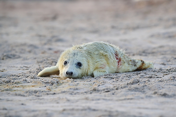포토 JPG 해외이미지 동물 유럽 야생동물 새끼 바다 섬 포유류 자연 털 독일 사랑 해변 사람없음 야외 귀여움 환경 회색 코트 흰색 아기 신생아 보호 물개 모래언덕 북쪽 멸종 대서양 생태학 해외202105 해외포토 교육 감정 나라 컬러 컨셉 사람 바다동물 외투 방향 언덕 생태계 파일형식