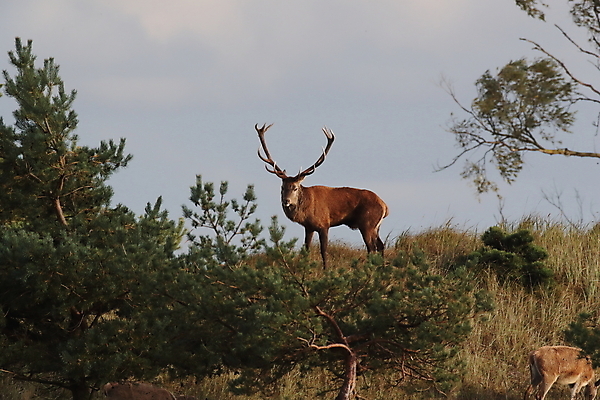 포토 JPG 해외이미지 동물 계절 남자 유럽 야생동물 바다 포유류 자연 사슴 뿔 국립공원 초원 사람없음 야외 빨간색 초록색 파란색 갈색 어둠 가을 게임 황무지 군중 큼 바퀴자국 대머리 목소리 포메라니안 혼자 해외202105 해외포토 헤어스타일 공원 나라 컬러 자국 놀이 사람 개 크기 생태계 파일형식
