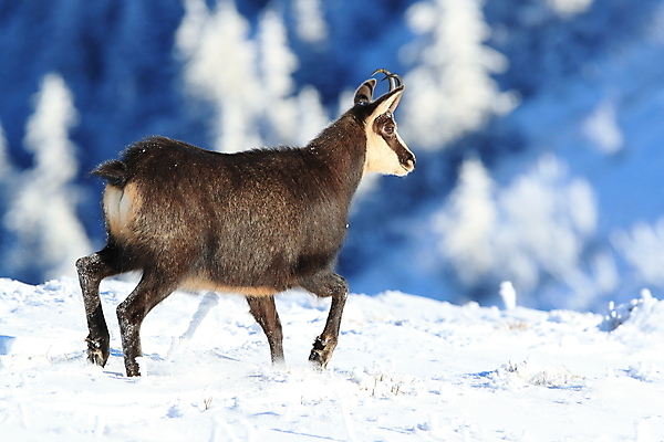 포토 JPG 해외이미지 동물 응시 유럽 야생동물 신체 포유류 휴가 산 뿔 종류 성인 사람없음 빛 컬러풀 프랑스 방목 보석 가득함 손목시계 즐거움 싱글 알프스 서식지 길이 내추럴 찰과상 해외202105 해외포토 시선 감정 나라 시계 컬러 장신구 사람 축산업 상처 광석 파일형식
