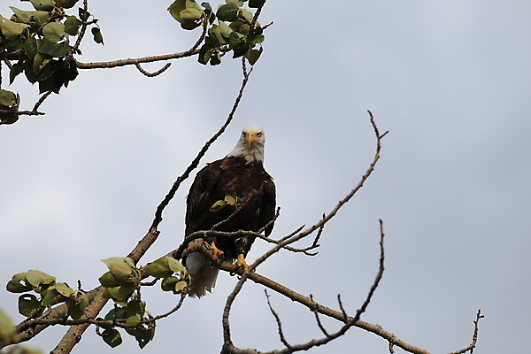포토 JPG 해외이미지 주간 나무 야생동물 사람없음 야외 독수리 흰머리독수리 해외202105 해외포토 자연요소 식물 동물 조류 파일형식