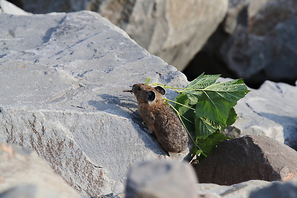 포토 JPG 해외이미지 동물 공원 야생동물 잎 포유류 자연 산 사람없음 야외 환경 미국 가을 나뭇가지 토끼 보호 작음 모피 빙하 캘리포니아 북쪽 지구온난화 서식지 서쪽 온실 전국 해외202105 해외포토 나무 식물 계절 공공시설 컨셉 북아메리카 반려동물 크기 방향 생태계 기후변화 파일형식