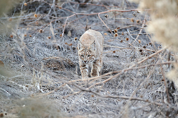 포토 JPG 해외이미지 나무 동물 야생동물 캐나다 겨울 포유류 자연 앉기 풍경 사람없음 야외 갈색 고양이 봄 숲 작음 먹이 육식동물 북쪽 뉴멕시코 스라소니 해외202105 해외포토 식물 계절 컬러 북아메리카 모션 반려동물 크기 방향 생태계 파일형식