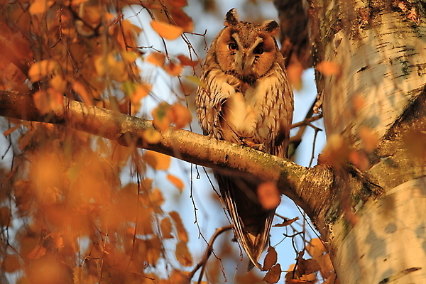 포토 JPG 해외이미지 나무 동물 응시 공원 여자 남자 야생동물 자연 조류 앉기 사람없음 목재 초록색 봄 덮개 숲 먹이 심볼 사냥 귀 육식동물 자작나무 동물상 옛날 해외202105 해외포토 식물 시선 계절 공공시설 컬러 재료 모션 사람 신체부위 조형물 뚜껑 생태계 파일형식