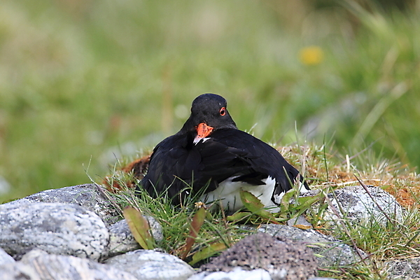 포토 JPG 해외이미지 조류 야외 물떼새 해외202105 검은머리물떼새 해외포토 동물 파일형식
