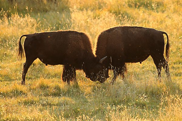 포토 JPG 해외이미지 동물 공원 도로 야생동물 이동 밭 포유류 모션 자연 조류 뿔 사람없음 야외 여름 강 갈색 머리 미국 군중 큼 방목 들소 속도 황소 북쪽 멸종 충전 떠남 서쪽 와이오밍 전국 찰과상 해외202105 해외포토 계절 공공시설 길 컬러 컨셉 북아메리카 농업 교통시설 사람 신체부위 소 축산업 상처 크기 방향 생태계 파일형식