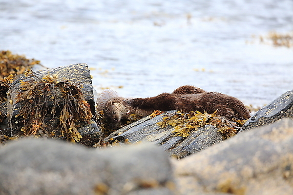 포토 JPG 해외이미지 나무 동물 유럽 얼굴 야생동물 겨울 포유류 자연 털 노르웨이 어업 사람없음 야외 물 강 갈색 머리 수영 젖음 게 관찰 닫기 묘사 코 귀 육식동물 북쪽 멸종 내추럴 동물상 해외202105 해외포토 자연요소 식물 계절 나라 산업 컬러 모션 갑각류 신체부위 조형물 수상스포츠 방향 생태계 파일형식