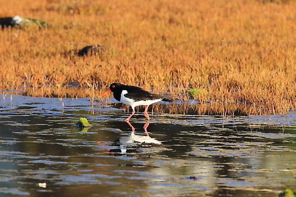 포토 JPG 해외이미지 조류 야외 물떼새 해외202105 검은머리물떼새 해외포토 동물 파일형식