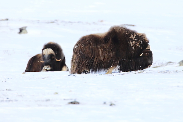 포토 JPG 해외이미지 동물 공원 얼굴 야생동물 산 뿔 노르웨이 사람없음 얼음 힘 추위 분노 소 보호 큼 북극 황소 싸움 서리 폭풍 북쪽 거인 알래스카 양모 고립 동물상 스칸디나비아 혼자 힘찬 해외202105 해외포토 자연요소 공공시설 감정 유럽 컨셉 포유류 모션 날씨 신체부위 조형물 미국 직물 크기 극지방 방향 파일형식
