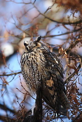 포토 JPG 해외이미지 나무 동물 응시 공원 여자 남자 야생동물 자연 조류 앉기 사람없음 목재 초록색 봄 덮개 숲 먹이 심볼 사냥 귀 육식동물 자작나무 동물상 옛날 해외202105 해외포토 식물 시선 계절 공공시설 컬러 재료 모션 사람 신체부위 조형물 뚜껑 생태계 파일형식