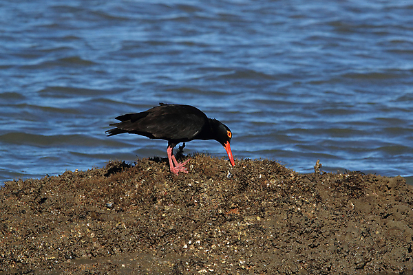 포토 JPG 해외이미지 조류 야외 물떼새 해외202105 검은머리물떼새 해외포토 동물 파일형식