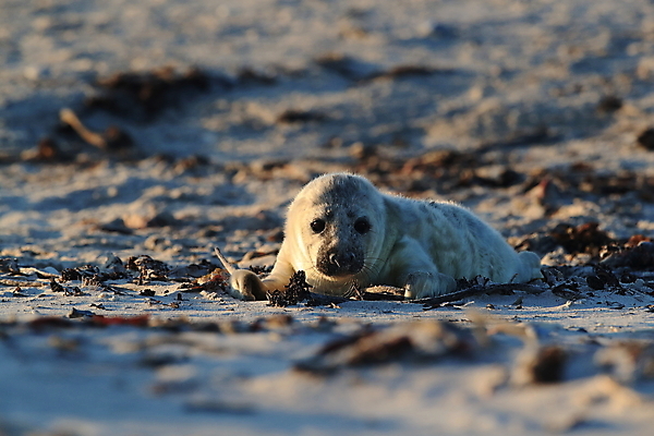 포토 JPG 해외이미지 동물 유럽 야생동물 새끼 모래 바다 섬 겨울 포유류 자연 놀이 털 독일 사랑 해변 사람없음 야외 귀여움 환경 금속 회색 코트 흰색 아기 신생아 보호 물개 모래언덕 북쪽 멸종 대서양 생태학 해외202105 해외포토 계절 교육 감정 나라 컬러 컨셉 재질 사람 바다동물 외투 방향 언덕 생태계 파일형식