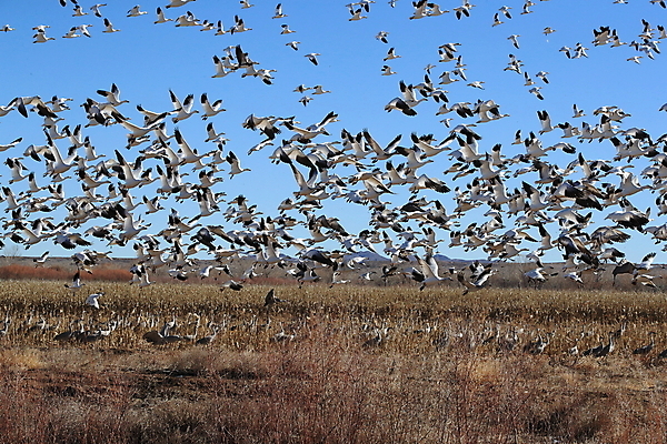 포토 JPG 해외이미지 동물 호수 야생동물 이동 겨울 날개 자연 조류 하늘 사람없음 야외 빨간색 물 파란색 검은색 봄 흰색 시골 그룹 우아함 군중 깃털 사냥 거위 물새 철새 뉴멕시코 해외202105 해외포토 자연요소 계절 컬러 컨셉 사람 생태계 파일형식