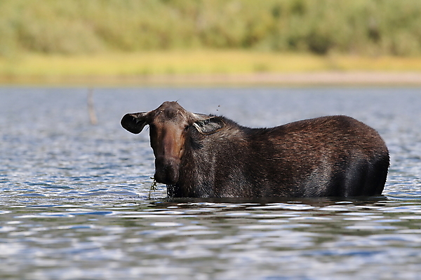포토 JPG 해외이미지 동물 1 공원 여자 음료 야생동물 새끼 북아메리카 포유류 자연 뿔 국립공원 사람없음 야외 초록색 물 환경 수영 미국 연못 빙하 내추럴 송아지 수유 해외202105 해외포토 자연요소 공공시설 컬러 아메리카 사람 수상스포츠 소 생태계 파일형식