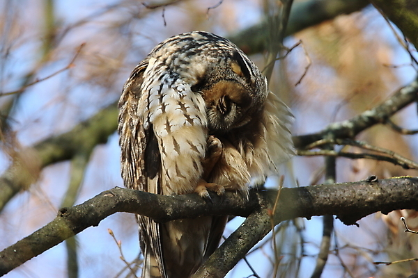 포토 JPG 해외이미지 나무 동물 응시 공원 여자 남자 야생동물 자연 조류 앉기 사람없음 목재 초록색 봄 덮개 숲 먹이 심볼 사냥 귀 육식동물 자작나무 동물상 옛날 해외202105 해외포토 식물 시선 계절 공공시설 컬러 재료 모션 사람 신체부위 조형물 뚜껑 생태계 파일형식