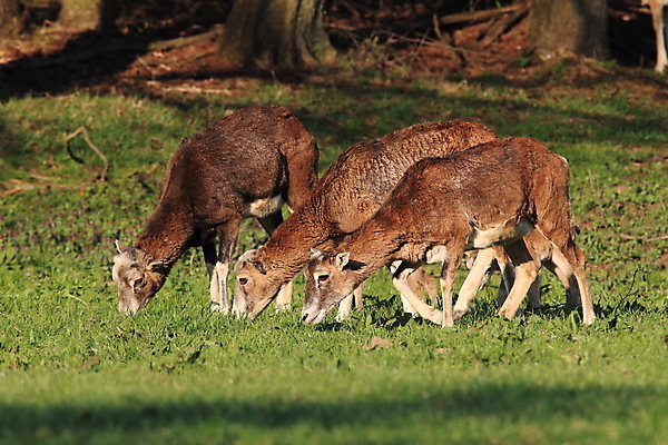 포토 JPG 해외이미지 동물 커플 응시 계절 공원 여자 남자 유럽 야생동물 백그라운드 포유류 자연 사슴 염소 뿔 독일 서기 사람없음 빨간색 갈색 머리 양 그룹 황무지 군중 숲 양자리 염소자리 짝짓기 동물상 램 해외202105 해외포토 시선 공공시설 나라 컬러 관계 모션 사람 신체부위 조형물 별자리 생태계 파일형식
