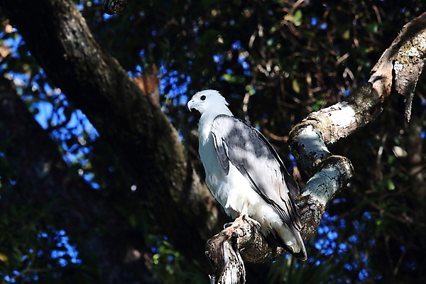 포토 JPG 해외이미지 나무 동물 응시 야생동물 바다 날개 자연 조류 하늘 낚시 어류 앉기 사람없음 물 파란색 머리 흰색 호주 먹이 깃털 사냥 부리 독수리 육식동물 대머리 사냥꾼 북쪽 멸종 내추럴 웅장함 전국 힘찬 해외202105 해외포토 자연요소 식물 직업 헤어스타일 시선 컬러 컨셉 모션 레저 신체부위 수중동물 오세아니아 방향 생태계 파일형식