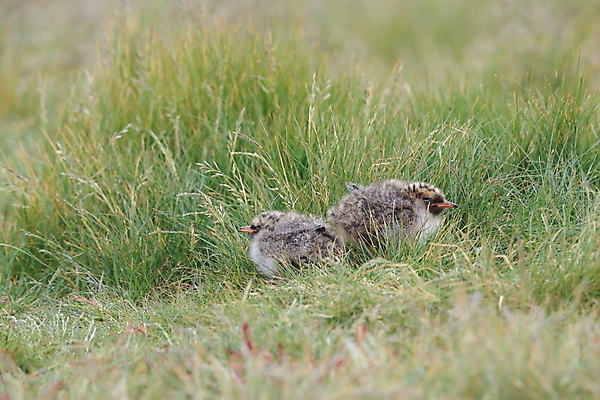 포토 JPG 해외이미지 동물 응시 야생동물 바다 섬 청소년 갈매기 조류 잉글랜드 병아리 아이슬란드 어업 사람없음 빨간색 흰색 아기 관찰 황무지 둥지 공격 북극 깃털 북쪽 철새 대서양 공격적 동물상 스칸디나비아 해외202105 해외포토 시선 유럽 산업 컬러 컨셉 모션 영국 사람 조형물 극지방 방향 파일형식