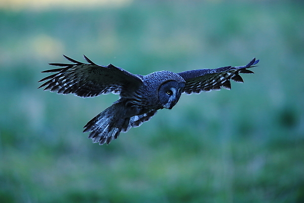 포토 JPG 해외이미지 나무 동물 응시 유럽 야생동물 포즈 백그라운드 날개 조류 스웨덴 사람없음 초록색 갈색 머리 침묵 회색 나뭇가지 유령 숲 큼 먹이 깃털 즐거움 속도 사냥 부리 육식동물 부엉이 사냥꾼 스칸디나비아 해외202105 해외포토 식물 직업 시선 감정 나라 컬러 북유럽 신체부위 소리 크기 파일형식