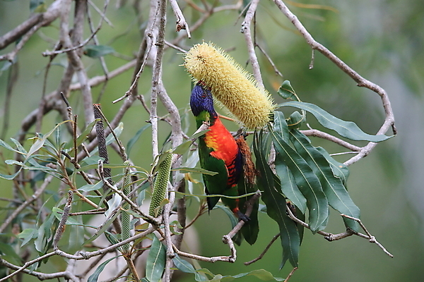 포토 JPG 해외이미지 나무 동물 야생동물 백그라운드 무지개 날개 오렌지 자연 조류 앉기 사람없음 야외 빨간색 초록색 파란색 컬러풀 노란색 흰색 나뭇가지 구멍 호주 둥지 열대우림 땅 깃털 부리 앵무새 내추럴 이국적 잉꼬 해외202105 해외포토 자연요소 식물 컬러 과일 모션 오세아니아 숲 생태계 파일형식