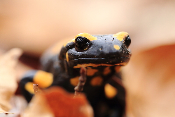 포토 JPG 해외이미지 동물 패턴 가족 불 산 종류 양서류 사람없음 초록색 파란색 노란색 검은색 프랑스 개울 동굴 플랫 숲 서식지 루마니아 불가리아 우크라이나 진짜 코르시카 해외202105 해외포토 자연요소 유럽 컬러 섬 무늬 관계 강 파일형식 남유럽