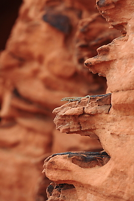 포토 JPG 해외이미지 모양 모래 파도 백그라운드 패턴 곡선 오렌지 자연 하늘 불 산 건조 풍경 사람없음 빨간색 컬러풀 골짜기 계곡 미국 줄무늬 활발 사막 바위 황무지 인도인 묘사 도마뱀 사암 층 정맥 강렬 서쪽 지질학 특별함 해외202105 해외포토 자연요소 외국인 교육 선 바다 컬러 컨셉 북아메리카 무늬 과일 파충류 동양인 돌_바위 방향 생태계 혈관 파일형식