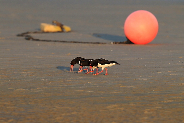 포토 JPG 해외이미지 조류 야외 물떼새 해외202105 검은머리물떼새 해외포토 동물 파일형식