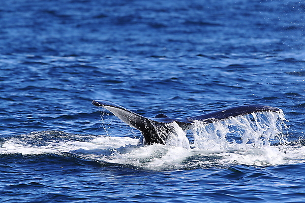 포토 JPG 해외이미지 동물 야생동물 바다 섬 여행 캐나다 포유류 자연 종류 사람없음 물 파란색 수영 관찰 만 보트 큼 꼬리 지느러미 벤쿠버 힘찬 해외202105 해외포토 자연요소 컬러 컨셉 북아메리카 배_교통 모션 수상스포츠 크기 생태계 파일형식