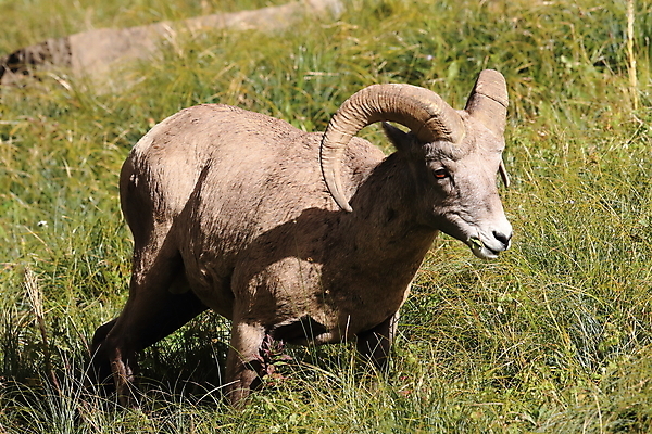 포토 JPG 해외이미지 동물 공원 남자 야생동물 여행 캐나다 곡선 포유류 자연 산 털 뿔 사람없음 옆모습 책 미국 시골 양 큼 트로피 활 사냥 오르기 양궁 북쪽 서식지 램 신발장 전국 로키산맥 해외202105 해외포토 공공시설 선 스포츠 뷰포인트 북아메리카 모션 사람 크기 방향 상_우승 생태계 파일형식