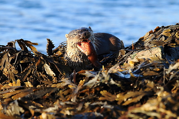 포토 JPG 해외이미지 나무 동물 유럽 얼굴 야생동물 겨울 포유류 자연 털 노르웨이 어업 사람없음 야외 물 강 갈색 머리 수영 젖음 게 관찰 닫기 묘사 코 귀 육식동물 북쪽 멸종 내추럴 동물상 해외202105 해외포토 자연요소 식물 계절 나라 산업 컬러 모션 갑각류 신체부위 조형물 수상스포츠 방향 생태계 파일형식
