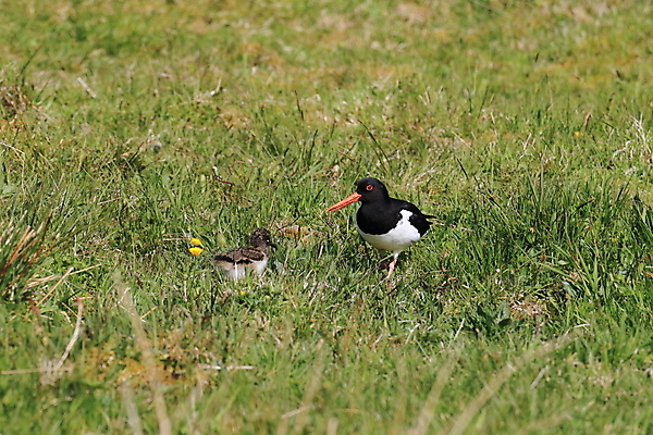 포토 JPG 해외이미지 조류 야외 물떼새 해외202105 검은머리물떼새 해외포토 동물 파일형식