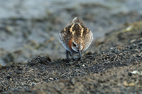 포토 JPG 해외이미지 동물 여자 호수 야생동물 새끼 바다 백그라운드 자연 조류 아침 병아리 노르웨이 아이슬란드 종류 사람없음 빨간색 물 파란색 컬러풀 수영 관찰 연못 습지 깃털 철새 짝짓기 스칸디나비아 해외202105 해외포토 주간 자연요소 유럽 컬러 모션 사람 수상스포츠 생태계 파일형식