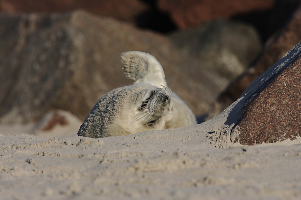 포토 JPG 해외이미지 동물 유럽 야생동물 새끼 바다 섬 포유류 자연 털 독일 사랑 해변 사람없음 야외 귀여움 환경 회색 코트 흰색 아기 신생아 보호 물개 모래언덕 북쪽 멸종 대서양 생태학 해외202105 해외포토 교육 감정 나라 컬러 컨셉 사람 바다동물 외투 방향 언덕 생태계 파일형식