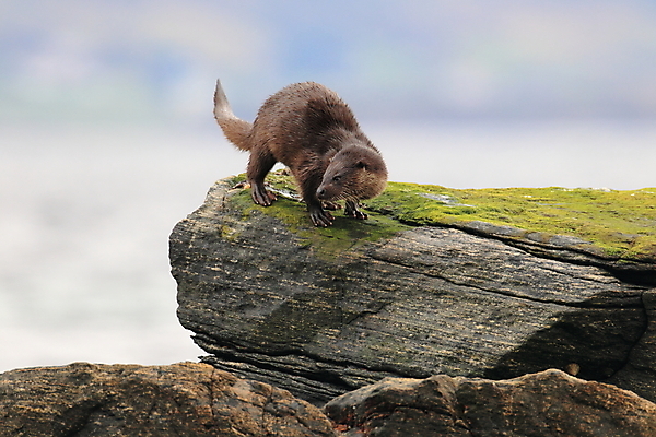 포토 JPG 해외이미지 나무 동물 유럽 얼굴 야생동물 겨울 포유류 자연 털 노르웨이 어업 사람없음 야외 물 강 갈색 머리 수영 젖음 게 관찰 닫기 묘사 코 귀 육식동물 북쪽 멸종 내추럴 동물상 해외202105 해외포토 자연요소 식물 계절 나라 산업 컬러 모션 갑각류 신체부위 조형물 수상스포츠 방향 생태계 파일형식