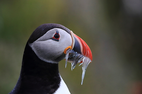포토 JPG 해외이미지 유럽 2 자연 조류 아이슬란드 어류 서기 앉기 사람없음 가로 컬러풀 깃털 언덕 부리 대서양 남쪽 계산서 식민지 헤드랜드 해외202105 해외포토 동물 나라 바다 컬러 모션 수중동물 방향 생태계 파일형식