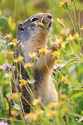 포토 JPG 해외이미지 동물 1 응시 공원 꽃 야생동물 백그라운드 캐나다 포유류 자연 사람없음 야외 초록색 갈색 콜롬비아 설치류 숲 먹기 호기심 빙하 다람쥐 청동 산악지대 땅바닥 밴프 앨버타 전국 해외202105 해외포토 식물 시선 공공시설 감정 컬러 컨셉 북아메리카 모션 산 바닥 남아메리카 생태계 파일형식