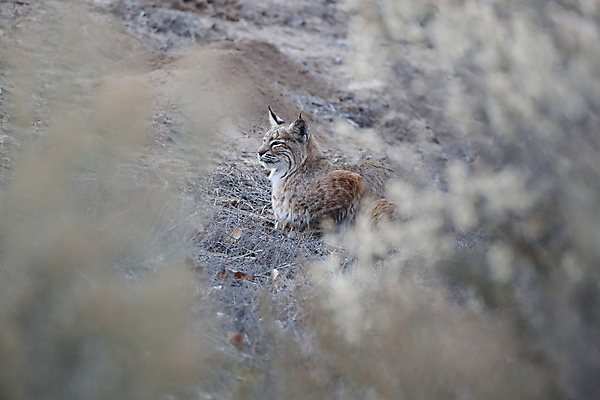 포토 JPG 해외이미지 나무 동물 야생동물 캐나다 겨울 포유류 자연 앉기 풍경 사람없음 야외 갈색 고양이 봄 숲 작음 먹이 육식동물 북쪽 뉴멕시코 스라소니 해외202105 해외포토 식물 계절 컬러 북아메리카 모션 반려동물 크기 방향 생태계 파일형식