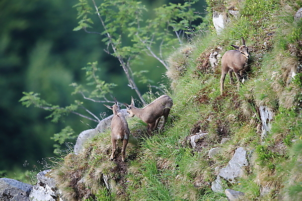 포토 JPG 해외이미지 동물 응시 유럽 야생동물 신체 포유류 휴가 산 뿔 종류 초원 성인 사람없음 빛 컬러풀 프랑스 벚꽃 방목 보석 가득함 손목시계 즐거움 싱글 알프스 서식지 길이 내추럴 찰과상 해외202105 해외포토 시선 꽃 감정 나라 시계 컬러 장신구 사람 축산업 상처 광석 파일형식