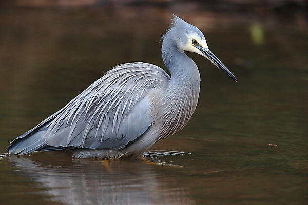 포토 JPG 해외이미지 동물 얼굴 야생동물 날개 자연 조류 새로움 사람없음 야외 물 파란색 노란색 환경 회색 흰색 연못 호주 습지 왜가리 깃털 부리 인도네시아 서식지 계산서 내추럴 서쪽 해외202105 해외포토 자연요소 아시아 컬러 컨셉 신체부위 오세아니아 방향 생태계 파일형식