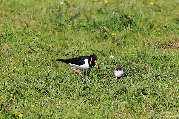 포토 JPG 해외이미지 조류 야외 물떼새 해외202105 검은머리물떼새 해외포토 동물 파일형식