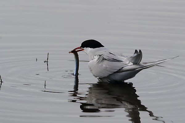 포토 JPG 해외이미지 동물 응시 야생동물 바다 섬 청소년 갈매기 조류 잉글랜드 병아리 아이슬란드 어업 사람없음 빨간색 흰색 아기 관찰 황무지 둥지 공격 북극 깃털 북쪽 철새 대서양 공격적 동물상 스칸디나비아 해외202105 해외포토 시선 유럽 산업 컬러 컨셉 모션 영국 사람 조형물 극지방 방향 파일형식