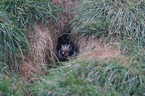 포토 JPG 해외이미지 유럽 2 자연 조류 아이슬란드 어류 서기 앉기 사람없음 가로 여름 컬러풀 깃털 언덕 부리 대서양 남쪽 계산서 식민지 헤드랜드 해외202105 해외포토 동물 계절 나라 바다 컬러 모션 수중동물 방향 생태계 파일형식