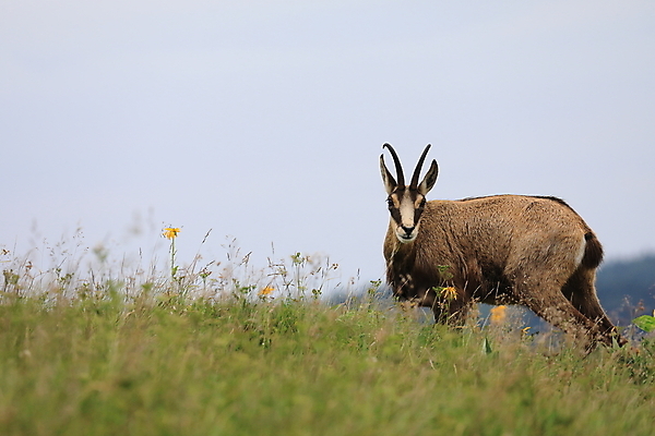 포토 JPG 해외이미지 동물 응시 유럽 야생동물 신체 포유류 휴가 산 뿔 종류 성인 사람없음 빛 컬러풀 프랑스 벚꽃 방목 보석 가득함 손목시계 즐거움 싱글 알프스 서식지 길이 내추럴 찰과상 해외202105 해외포토 시선 꽃 감정 나라 시계 컬러 장신구 사람 축산업 상처 광석 파일형식