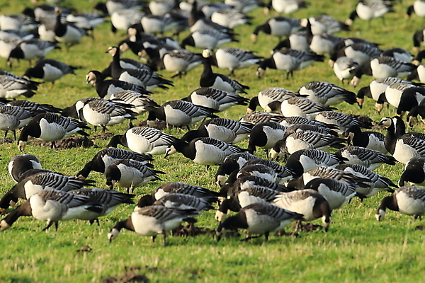 포토 JPG 해외이미지 동물 유럽 야생동물 겨울 자연 조류 하늘 독일 초원 사람없음 검은색 가을 그룹 항공 통로 거위 에스토니아 화창 많음 해외202105 해외포토 계절 나라 컬러 컨셉 날씨 생태계 파일형식
